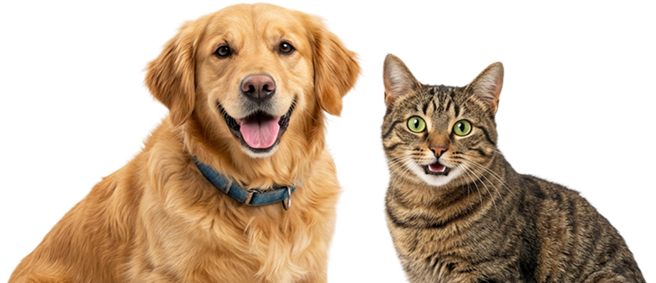 Cachorro e gato