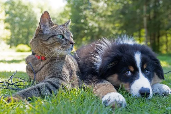 A importância da suplementação alimentar na qualidade de vida e longevidade dos pets