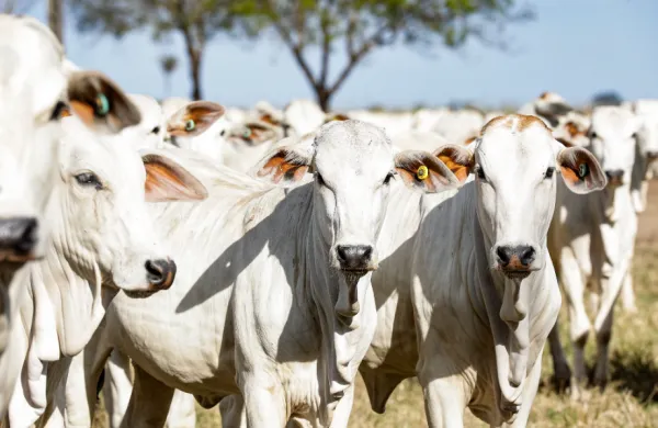 Veterinário destaca a importância do controle parasitário em bovinos