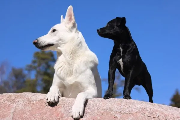 Além da coceira, doenças transmitidas por carrapatos podem ser fatais para cães