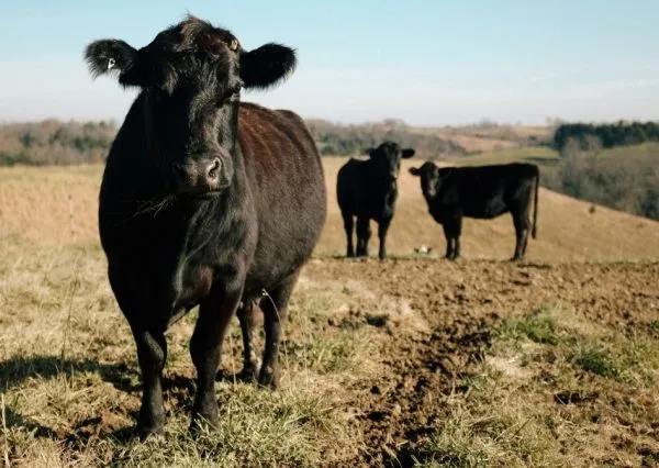 Temperaturas altas e umidade representam o ambiente perfeito para carrapatos, que causam prejuízo bilionário à pecuária