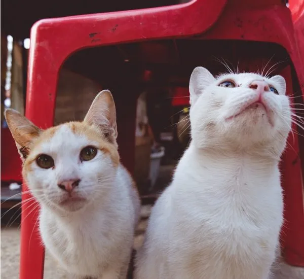 As doenças de pele causadas por fungos em cães e gatos