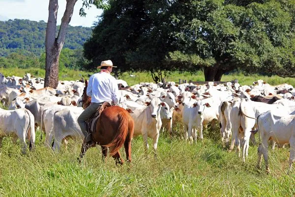 Doenças infecciosas comprometem desempenho dos bovinos e aumentam custos de produção